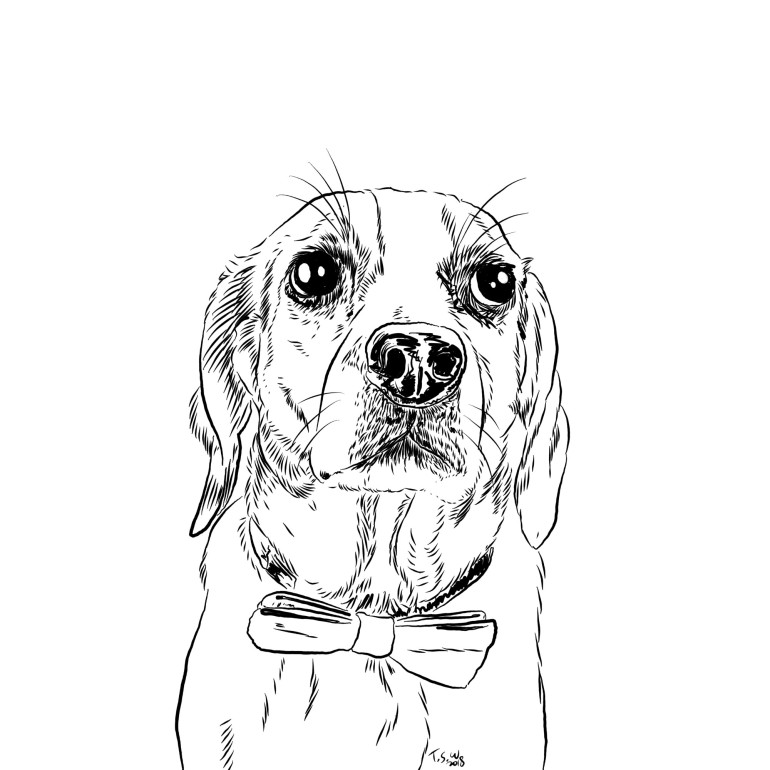 Beagle Illustration